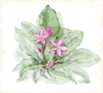 Frangipani flower (plumeria). Watercolor style.