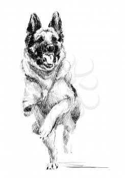 ink portrait of the  running german shepherd dog