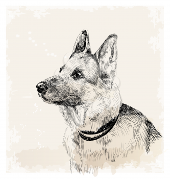 ink portrait of the german shepherd dog