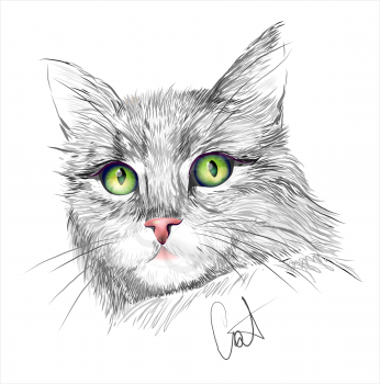 Portrait of the grey cat