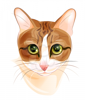 portrait of charming ginger cat