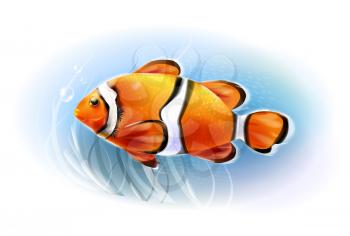 Beautiful clownfish in the sea.  Aquarium fish.  Underwater world. Realistic  illustration.