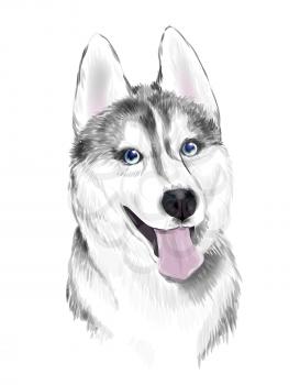 White And Gray Adult Siberian Husky Dog Or Sibirsky Husky With Blue Eyes . Face of dog.