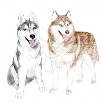 Two Adult Siberian Husky Dogs Or Sibirsky Husky dogs