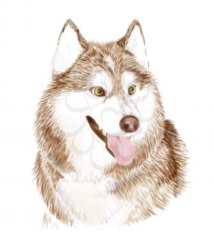 Portait of the Brown Adult Siberian Husky Dog Or Sibirsky Husky . Muzzle of friendly dog.