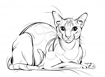 Sketch ink of the purebred house cat.
