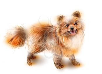 Pomeranian spitz. Dog is the symbol of the Chinese calendar. Animal of  is the year of the dog. Animal of the Chinese new year.