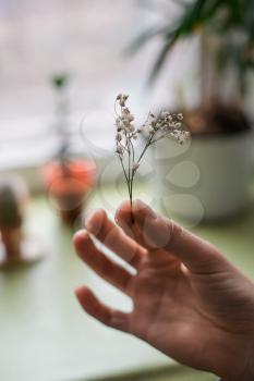 hands holding a small flower