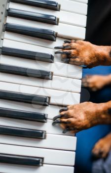dog's paw to play the piano