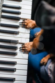 dog's paw to play the piano