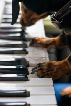 dog breed dachshund to play the piano