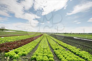Agricultural field with growing plants 