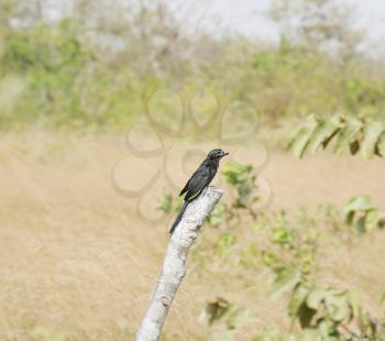 Smooth-billed Ani (Crotophaga ani) perched on a branch 