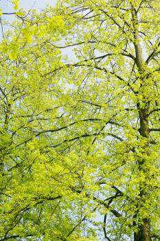 Beautiful green leaves of an American Yellow Wood make pattern background 
