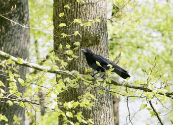 A strutting Black Crow with a peanut. 