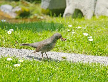 Mother bird hunting for food for the young ones. Song Thrush catch earthworm 
