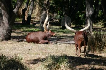 Ankole Longhorn Cattle/Ankole cow with huge horns 