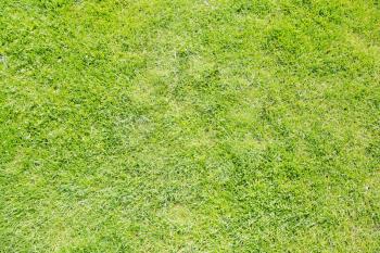 Green grass texture from a field 
