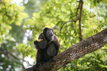 Ateles geoffroyi vellerosus Spider Monkey in Panama eating banana