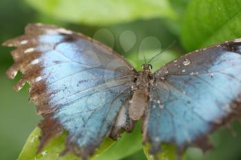 Macro shot of  blue morpho butterfly perched on a leaf.  Focus on the middle body and part of the left wing. 