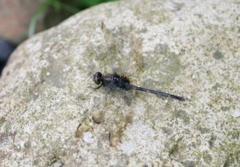 dragonfly outdoor perched in a stone 