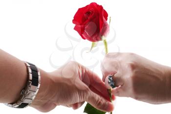 man's hand giving a red rose to a womans hand , isolated