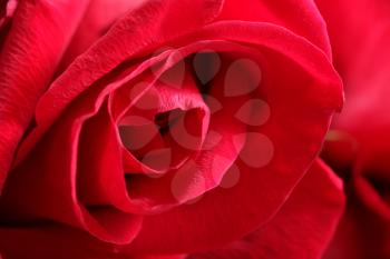 Macro shot of an open red rose. Valentine Rose