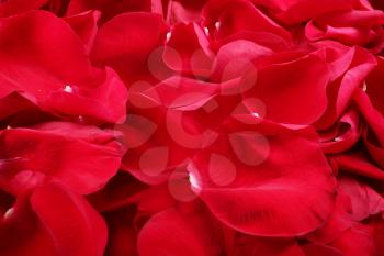 Macro shot of background of red rose petals 