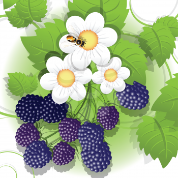 Royalty Free Clipart Image of a Bee on Blackberries