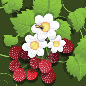 Royalty Free Clipart Image of a Bee on a Raspberry Plant