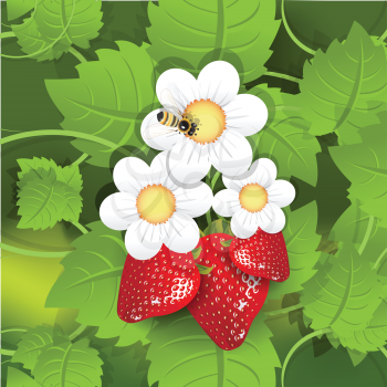 Royalty Free Clipart Image of a Strawberry Plant