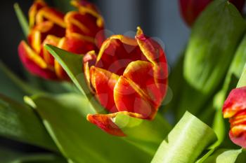 Beautiful bouquet red tulip on dark background