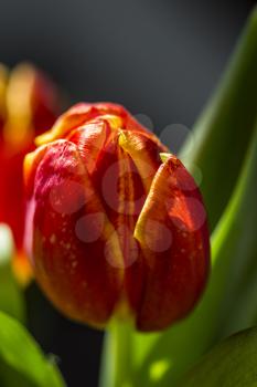 Beautiful bouquet red tulip on dark background