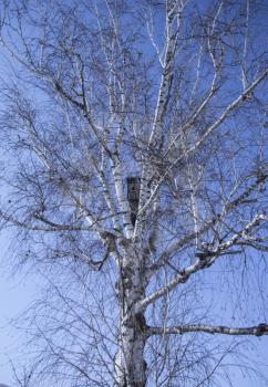 birdhouse on a birch tree in spring
