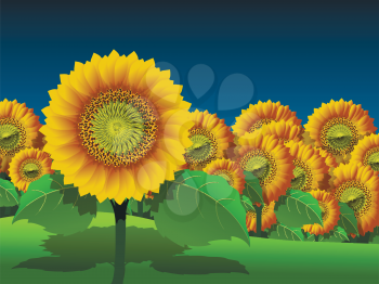 Illustration of a field of yellow sunflowers