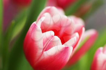 Beautiful bouquet pink tulip on dark background