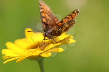 Yellow marigold flower and butterfly on a green background