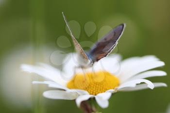 Yellow  flower Chamomile and butterfly on a green background