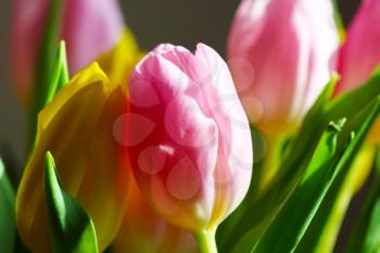 Beautiful Bouquet Pink and Yellow Tulip on Dark Background