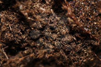 macro photography soil under magnification