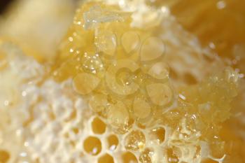 Macro shot of a Honeycomb with liquid honey