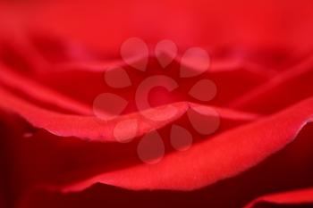 macro shot of red rose petals