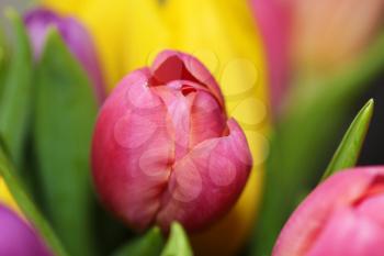 Beautiful bouquet varicoloured tulip on dark background