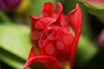 Beautiful bouquet varicoloured tulip on dark background
