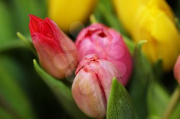Beautiful bouquet varicoloured tulip on dark background