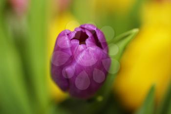 Beautiful bouquet varicoloured tulip on dark background
