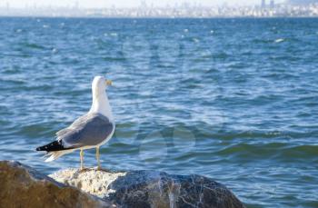 Royalty Free Photo of a Seagull on a Rock
