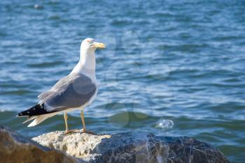 Royalty Free Photo of a Seagull on a Rock