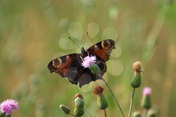 Royalty Free Photo of a Butterfly on a Thistle