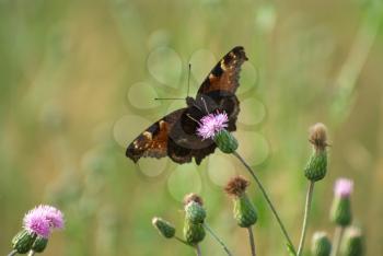 Royalty Free Photo of a Butterfly on a Thistle